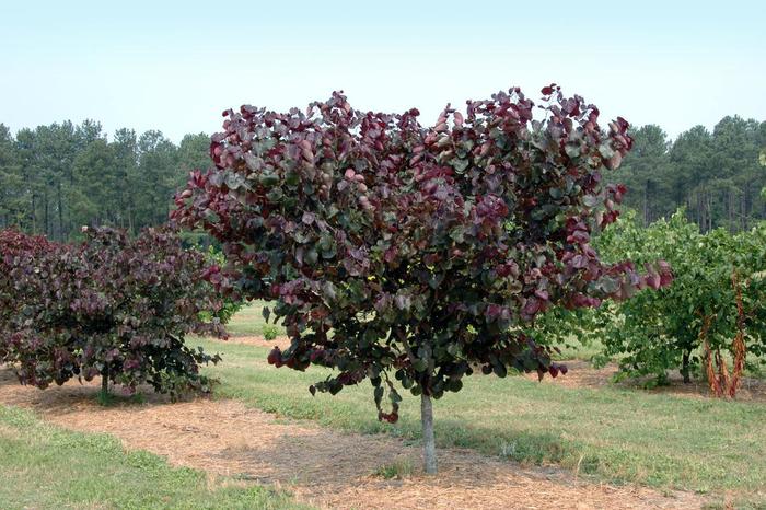 'Merlot' Redbud - Cercis canadensis from Roots Garden Center Inc