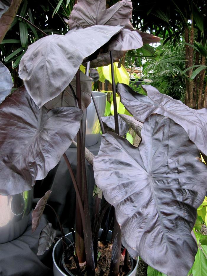 Royal Hawaiian® 'Black Coral' - Colocasia esculenta (Elephant's Ear) from Roots Garden Center Inc