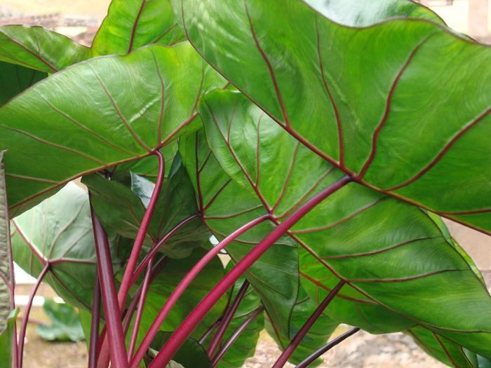 Royal Hawaiian® 'Hawaiian Punch' - Colocasia esculenta (Elephant's Ear) from Roots Garden Center Inc