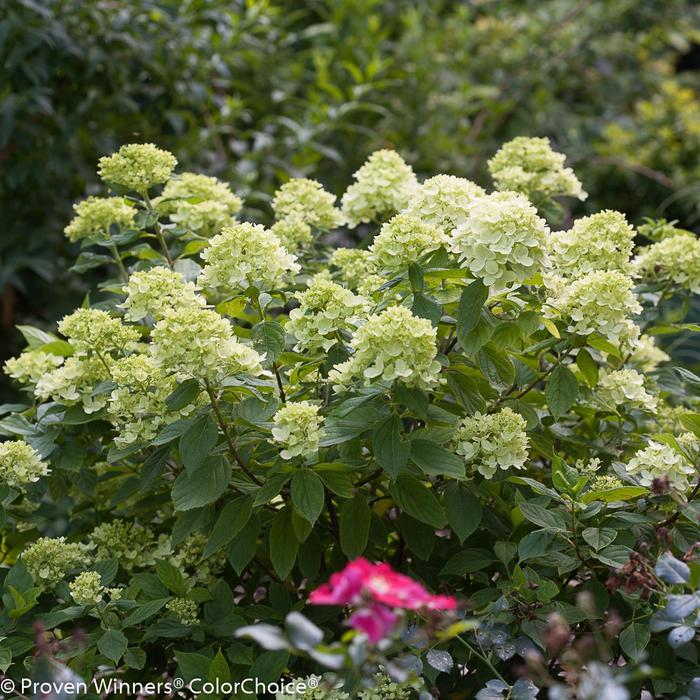 'Little Lime®' Panicle Hydrangea - Hydrangea paniculata from Roots Garden Center Inc