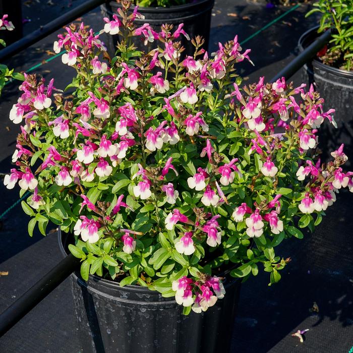 Mirage™ 'Rose Bicolor' - Salvia greggii (Sage) from Roots Garden Center Inc