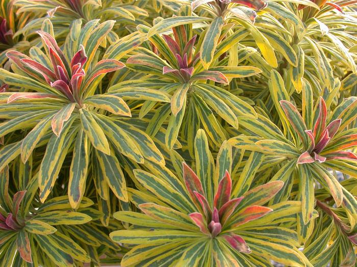 Sahara&trade; 'Ascot Rainbow' - Euphorbia x martinii (Spurge) from Roots Garden Center Inc