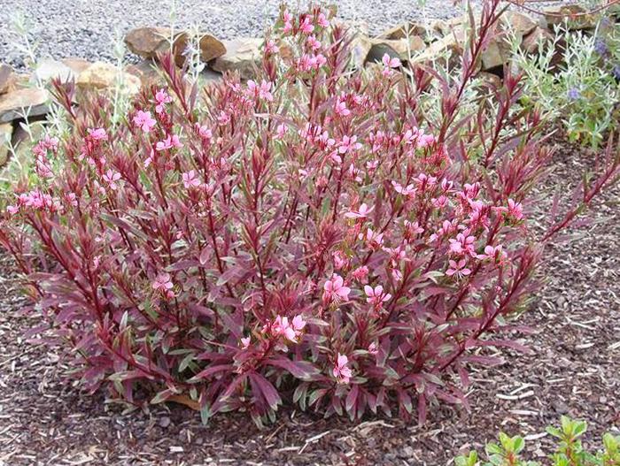 'Passionate Rainbow™' Wand Flower - Gaura lindheimeri from Roots Garden Center Inc