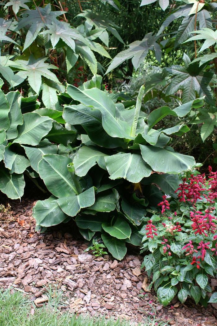 'Little Prince' Banana Tree - Musa from Roots Garden Center Inc