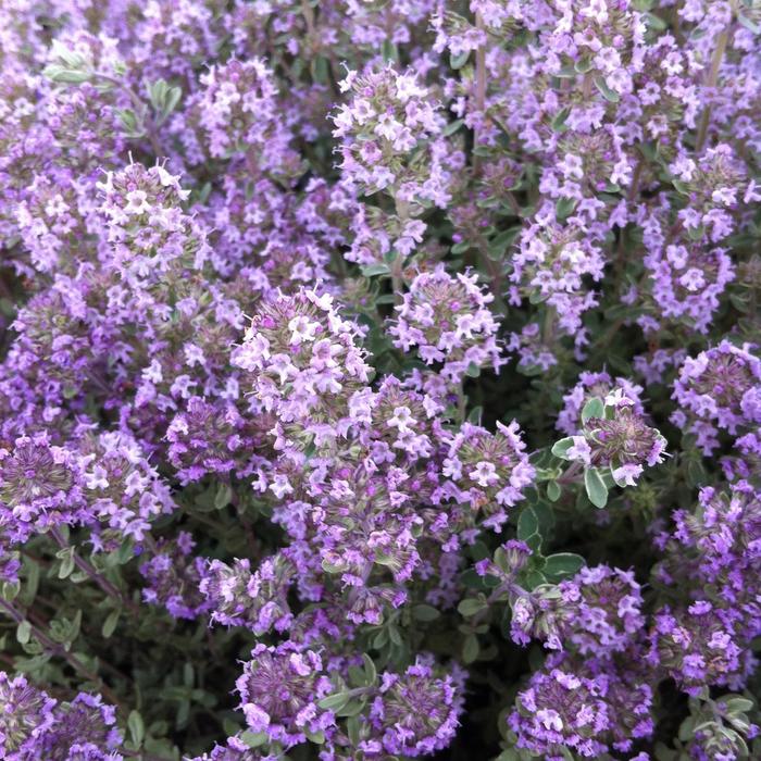 Argenteus Silver Edge Thyme - Thymus x citrodorus ''Argenteus'' (Silver Edge Thyme) from Roots Garden Center Inc