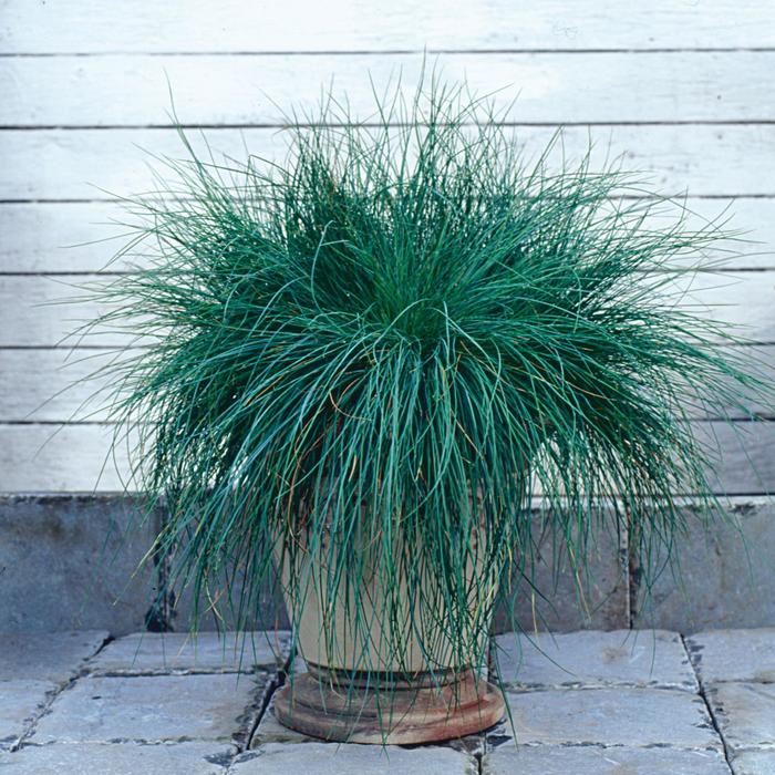 'Festina' Fescue - Festuca glauca from Roots Garden Center Inc