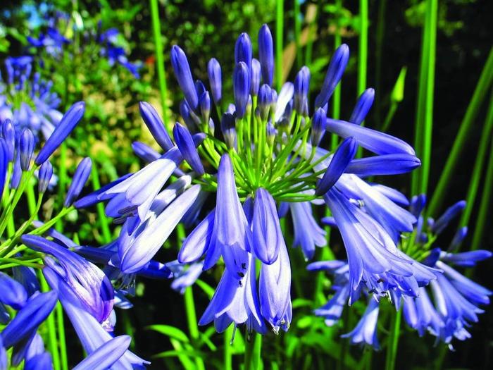 'Jonie Blue' - Agapanthus praecox from Roots Garden Center Inc