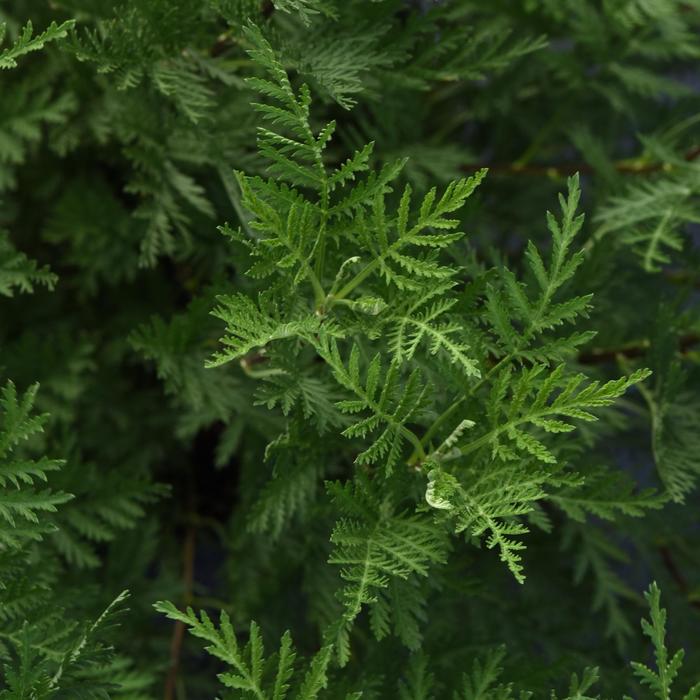 SunFern™ Olympia - Artemisia gmelinii from Roots Garden Center Inc