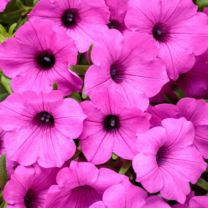 Supertunia Vista® Jazzberry® - Petunia hybrid from Roots Garden Center Inc