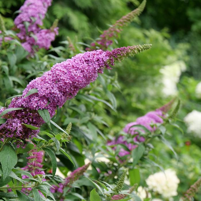 'Pugster Pinker®' Butterfly Bush - Buddleia from Roots Garden Center Inc