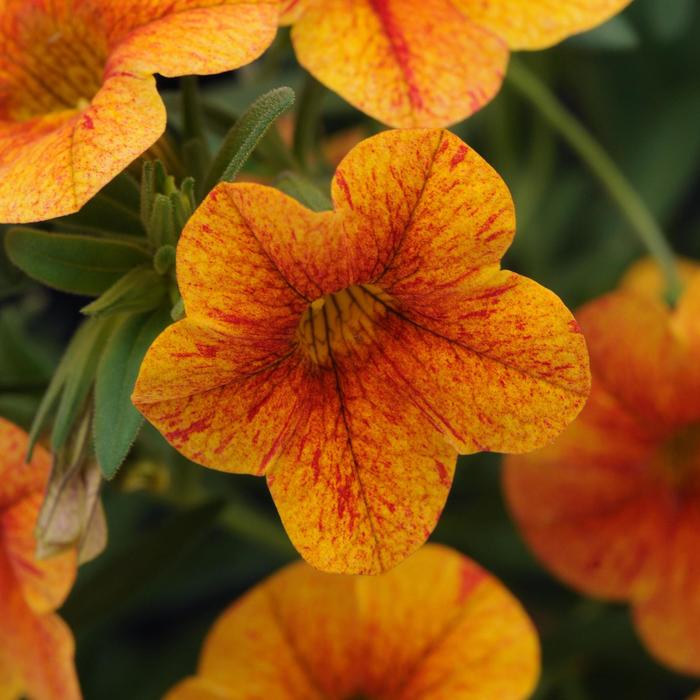 Terracotta Million Bells - Calibrachoa ''Terracotta'' (Million Bells) from Roots Garden Center Inc