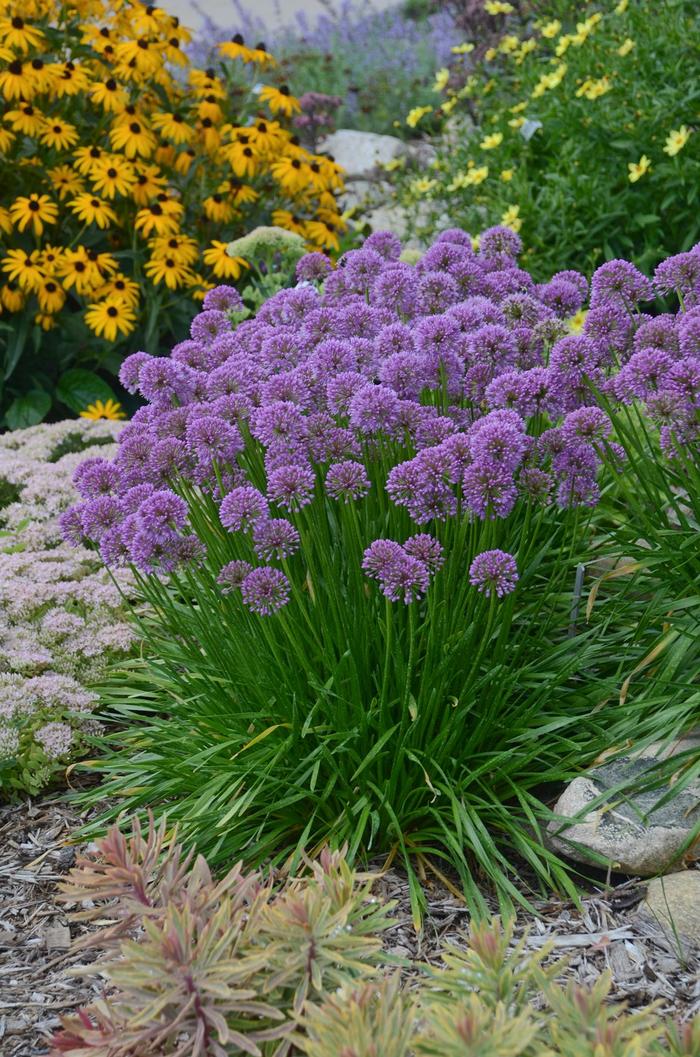 Ornamental Onion - Allium 'Millennium' from Roots Garden Center Inc