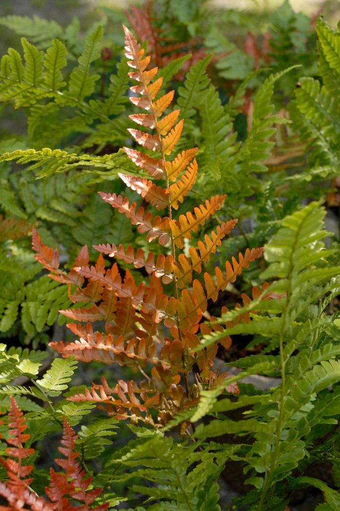 'Brilliance' Autumn Fern - Dryopteris erythrosora from Roots Garden Center Inc