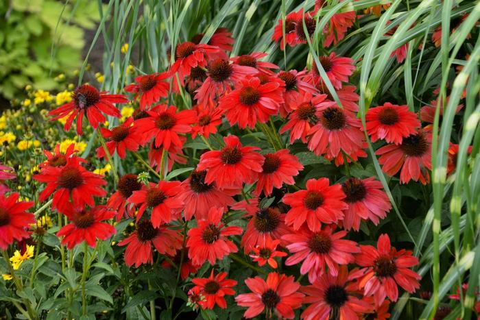 Sombrero® 'Salsa Red' - Echinacea (Coneflower) from Roots Garden Center Inc