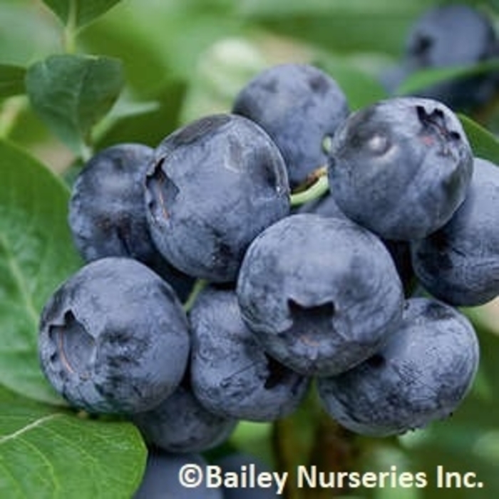 Northblue Blueberry - Blueberry x 'Northblue' from Roots Garden Center Inc