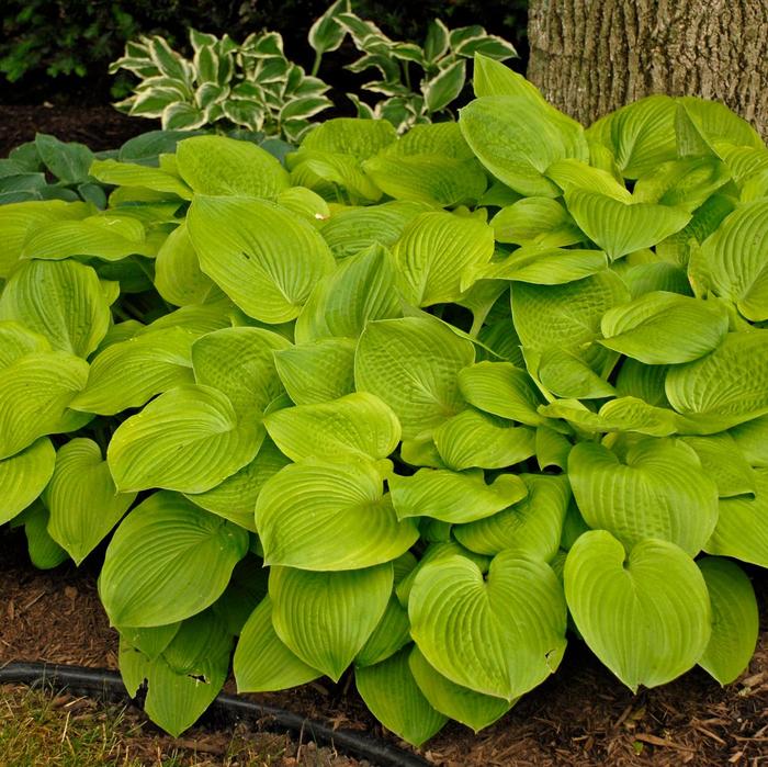 'August Moon' Hosta, Plantain Lily - Hosta from Roots Garden Center Inc