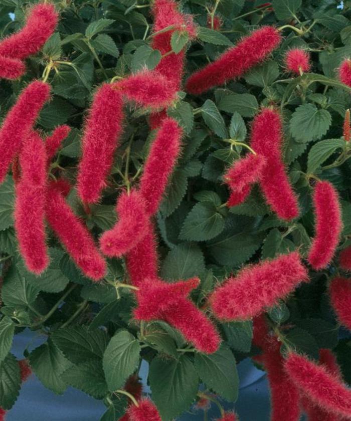 Firetail - Acalypha pendula from Roots Garden Center Inc