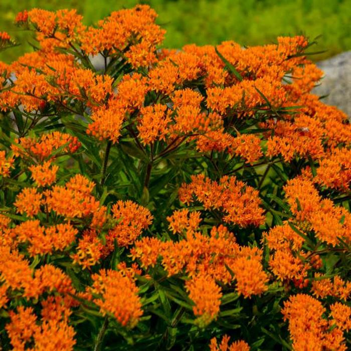 Butterfly Milkweed - Asclepias tuberosa from Roots Garden Center Inc
