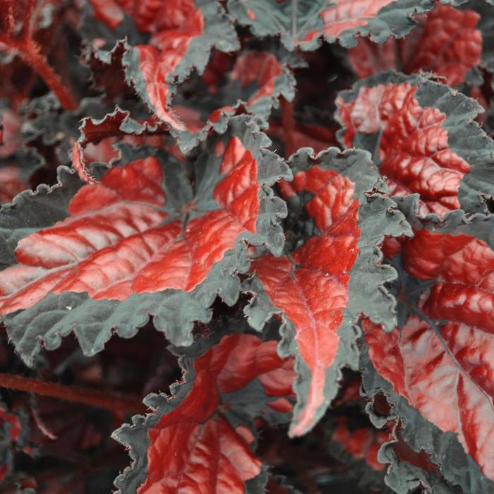 Shadow King® Black Cherry Rex Begonia - Begonia rex-cultorum from Roots Garden Center Inc