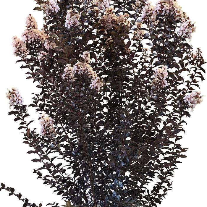 Thunderstruck™ 'White Flash™' - Lagerstroemia (Crapemyrtle) from Roots Garden Center Inc
