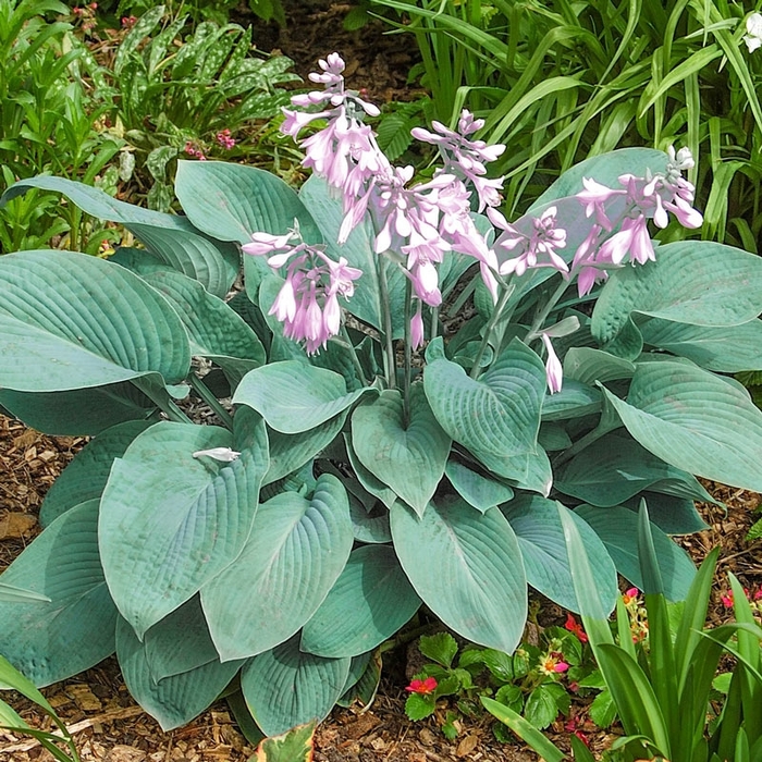 Hosta - Hosta 'Abby' from Roots Garden Center Inc