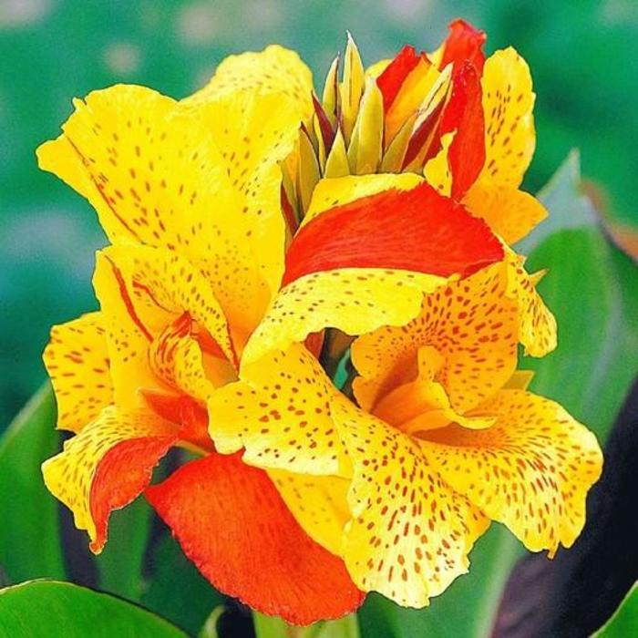 'Cleopatra' Canna Lily - Canna x generalis from Roots Garden Center Inc