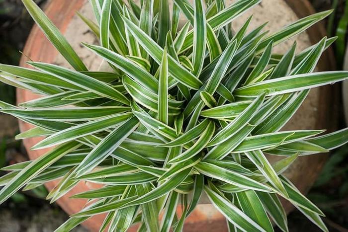Spider Plant - Chlorophytum comosum from Roots Garden Center Inc