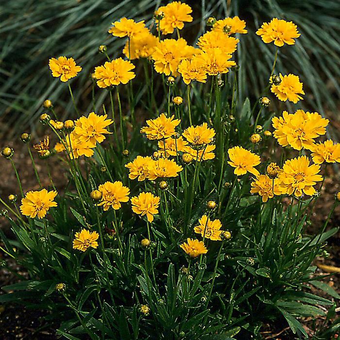 'Early Sunrise' Tickseed - Coreopsis grandiflora from Roots Garden Center Inc