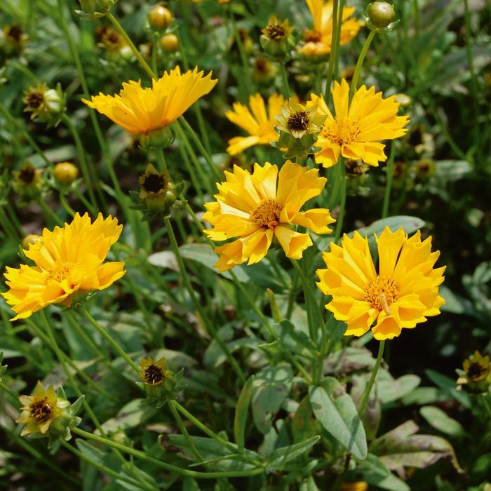 'Jethro Tull' Tickseed - Coreopsis grandiflora from Roots Garden Center Inc