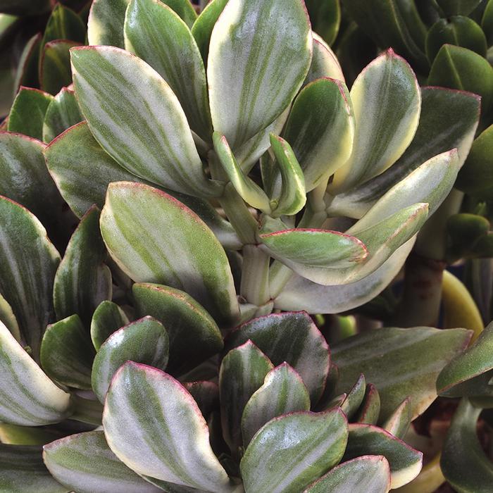 'Variegata' Jade Plant - Crassula ovata from Roots Garden Center Inc