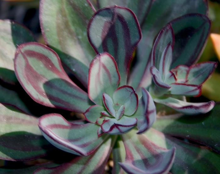 Painted Echeveria - Echeveria nodulosa from Roots Garden Center Inc