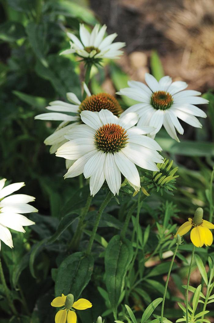 'PowWow White' Coneflower - Echinacea purpurea from Roots Garden Center Inc
