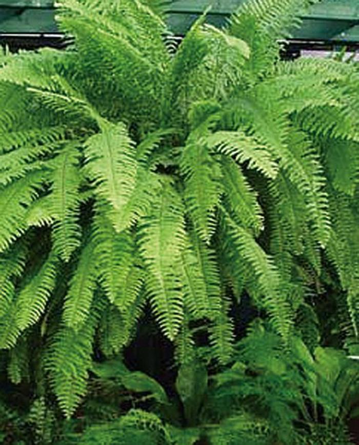 'Emerald Vase' Boston Fern - Nephrolepis exaltata from Roots Garden Center Inc