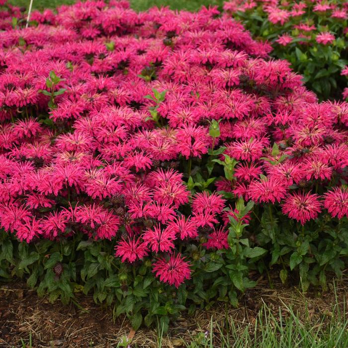 Leading Lady Razzberry Bee Balm - Monarda ''Leading Lady Razzberry'' PPAF (Bee Balm) from Roots Garden Center Inc