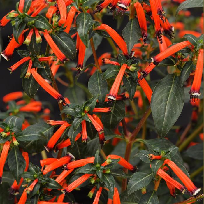 'Cherrybells' Firecracker Plant - Cuphea ignea from Roots Garden Center Inc