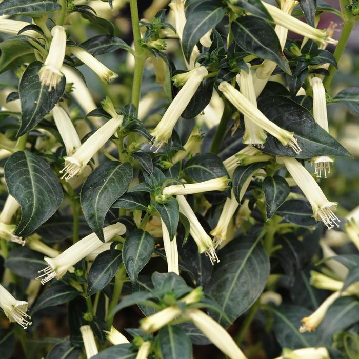 'Sugarbells' - Cuphea ignea from Roots Garden Center Inc