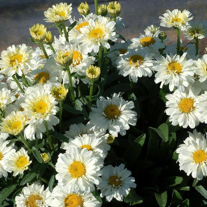 'Sugar Bowl' Shasta Daisy - Leucanthemum from Roots Garden Center Inc