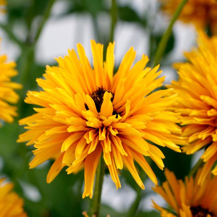 Black-Eyed Susan - Rudbeckia 'Lion Cub' from Roots Garden Center Inc