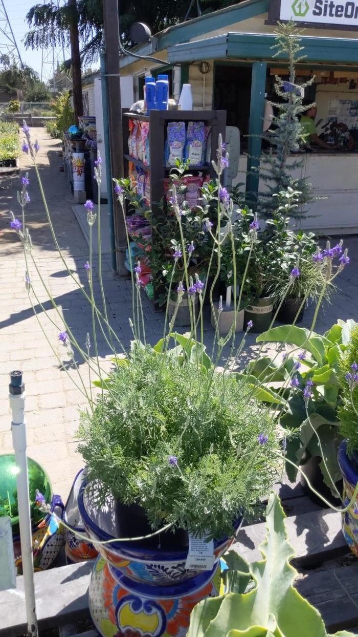 Pinnata Lavender - Lavandula pinnata (Pinnata Lavender) from Roots Garden Center Inc