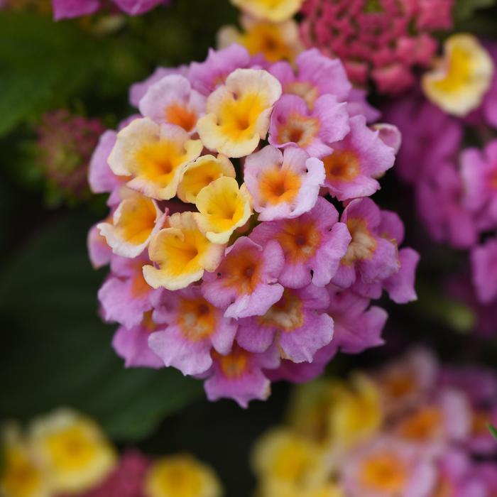 Lucky™ Pink - Lantana camara from Roots Garden Center Inc