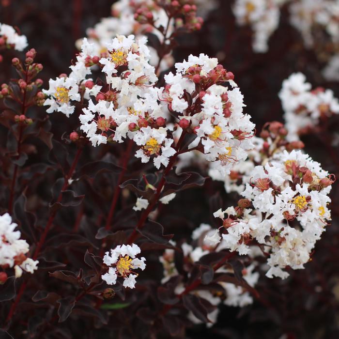 Black Diamond® 'Crystalline' - Lagerstroemia indica (Crapemyrtle) from Roots Garden Center Inc