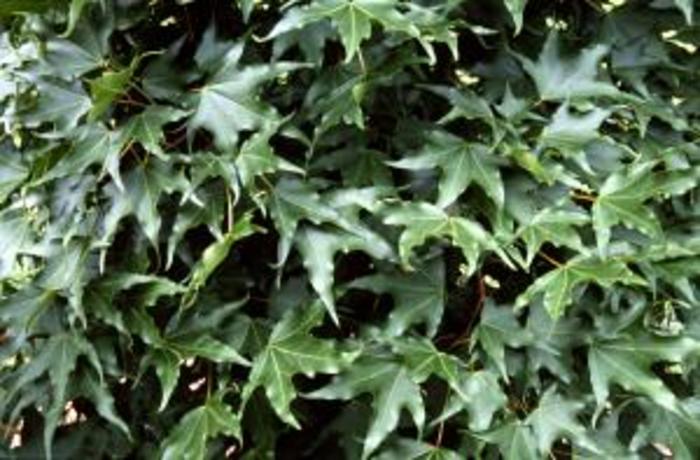 Shantung Maple - Acer truncatum from Roots Garden Center Inc
