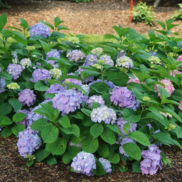 Let's Dance® 'Sky View®' - Hydrangea macrophylla (Reblooming Hydrangea) from Roots Garden Center Inc