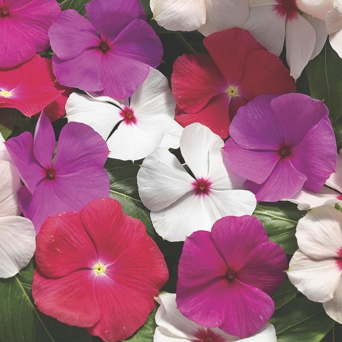 Cora® 'Cascade Mix' - Catharanthus roseus (Vinca) from Roots Garden Center Inc
