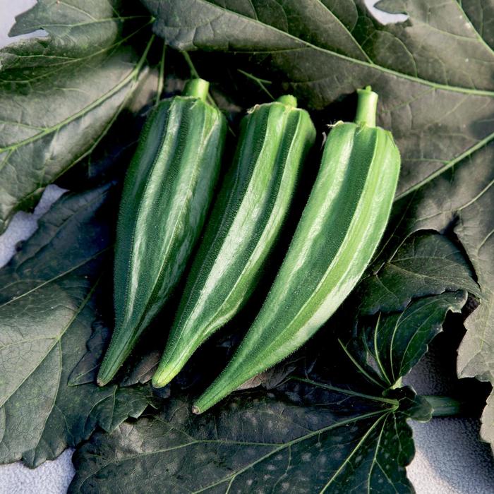 'Green Fingers' Okra - Abelmoschus esculentus from Roots Garden Center Inc