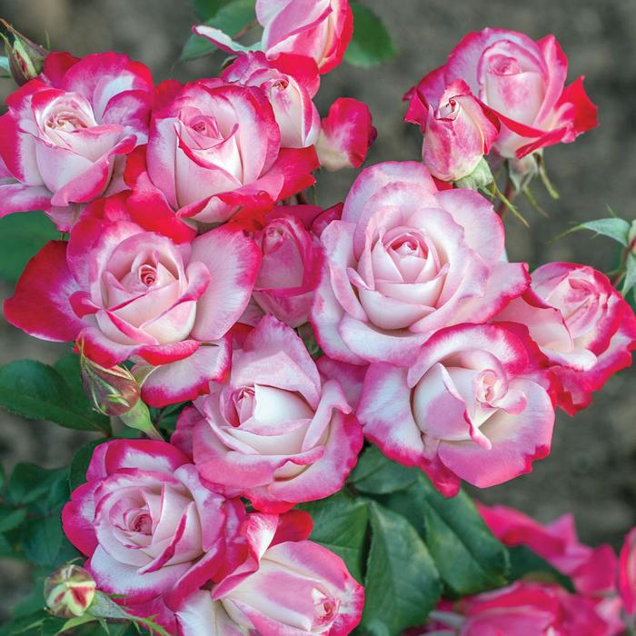 'Candy Cane Cocktail™' Rose - Rosa from Roots Garden Center Inc