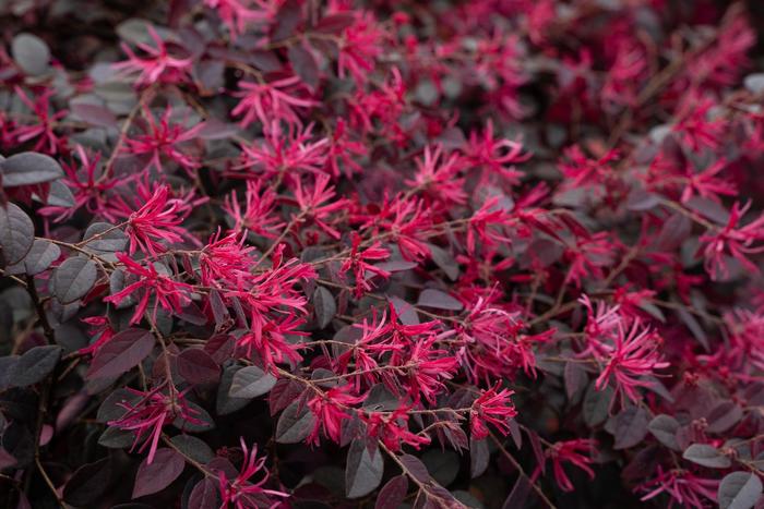 'Cerise Charm' Chinense Fringe Flower - Loropetalum chinense from Roots Garden Center Inc