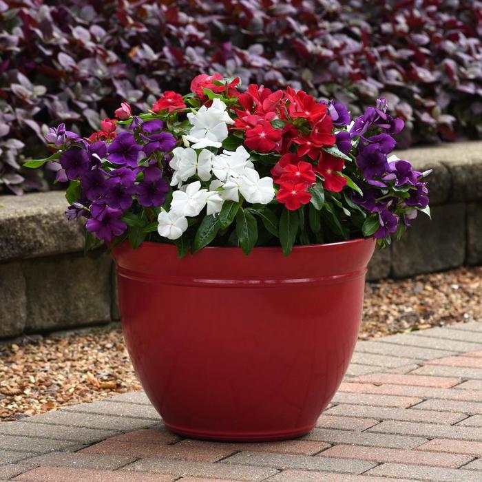 Tattoo™ 'American Pie Mix' - Catharanthus roseus (Vinca, Madagascar Periwinkle) from Roots Garden Center Inc