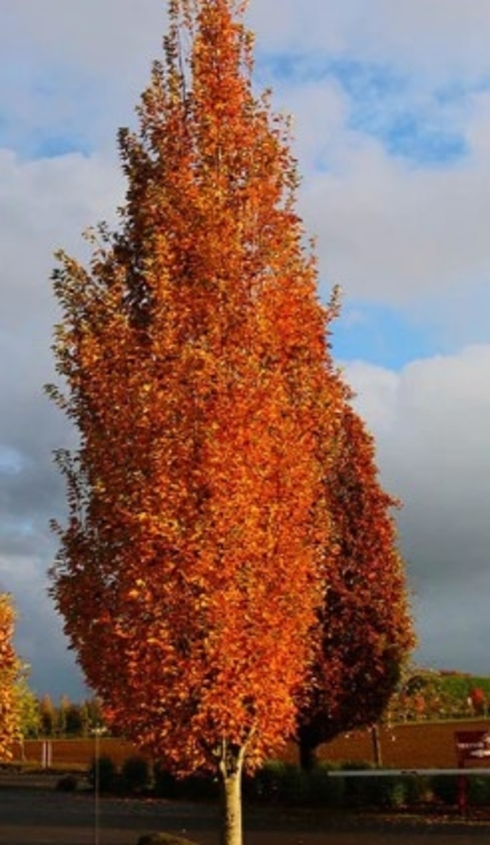 'Armstrong Gold™' Maple - Acer rubrum from Roots Garden Center Inc