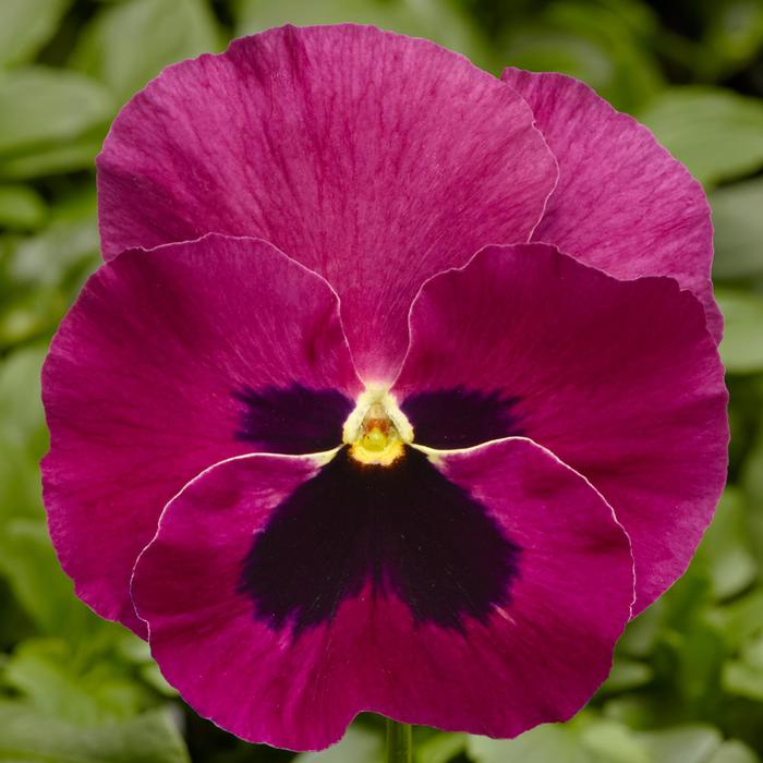 Delta™ Pro Rose with Blotch - Viola x wittrockiana (Pansy) from Roots Garden Center Inc